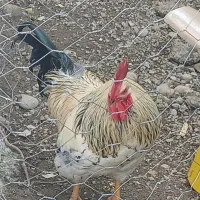 خروس خانگی