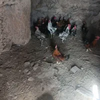 خروسی مرغ  کرچ شده  معاوضه با گوسفند و بلدرچین