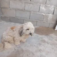 پاکوتاه فروشی