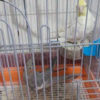 جفت عروس هلندی