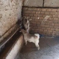 دوتا بزغاله ماده دوقلو