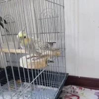 عروس هلندی ماده