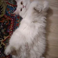 گربه پرشین