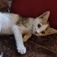 واگذاری بچه گربه