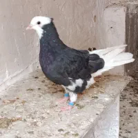 پرنده .کبوتر .کفتر.