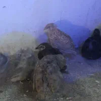 بلدرچین ۴۵ روزه