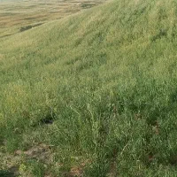 گرگرو برداشت 50/50