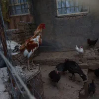 خروس لاری جوان