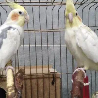 عروس هلندی جفت