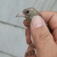 جوجه سهره سیاه رنگ