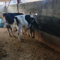 گوساله