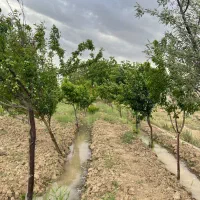 پیشک1-پشت-تعاونی-املاک-اخگری