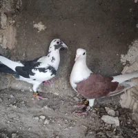 پلنگ و پشت بال تربت حیدریه فقط پیام بدید