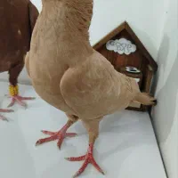 کفتر زرد فری و ساده افشون
