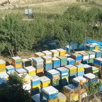 زنبور عسل نژاد کارنیکا آلمان
