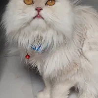 گربه نر. برای جفتگیری