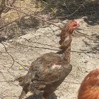 فروش مرغ و خروس لاری و محلی