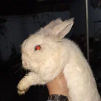 خرگوش لپی