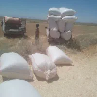 کاه گندم