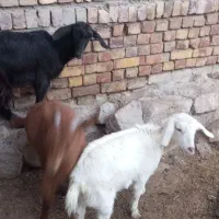 بزغاله سانن