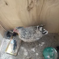 مرغ گلین با ۸ تا جوجه گلین ۱۰ روزه