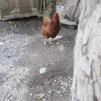 مرغ