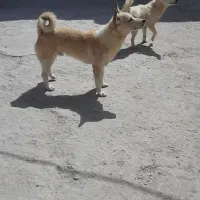 نروماده پاکوتاه