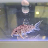 انجل کوریدوراس و پرت