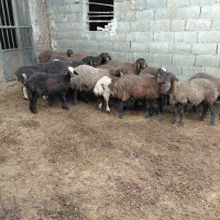 بره پای پروار