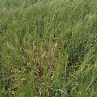 فروش نیم هکتار گندم درو نشده
