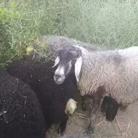 میش جوان