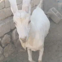 کهره نر سانن