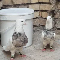 کبوتر طوقی هفت رنگ‌