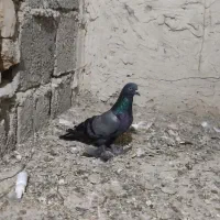 سسلی