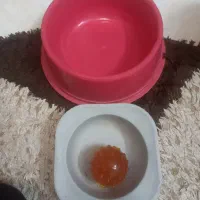 ظرف اب۱۰۰ وظرف غذا۲۵۰وتوپ بازی ۴۰سگ