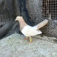 سینه آفتابی