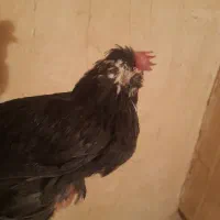 جوجه خروس گلین