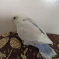 کوتوله سفید