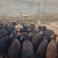 بره نر