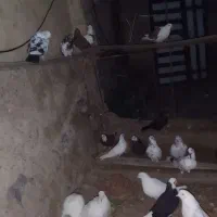 کفتر