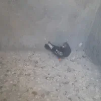 کبوتر