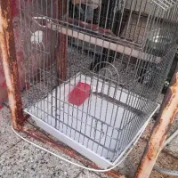 باکس و قفس پرنده و پت
