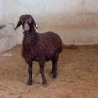 فروش بره همو هترو چند قلوزا