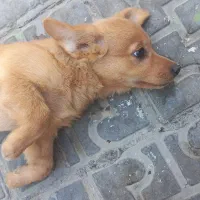 توله سگ