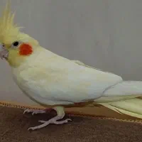 عروس هلندی نر