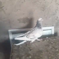 کفتر باخت دادم