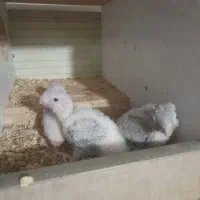 جوجه گرینچیک و عروس مولد با جوجه