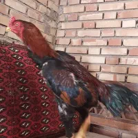 خروس لاری