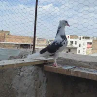 کبوتر