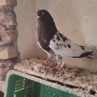 کبوتر کله سیاه ماده